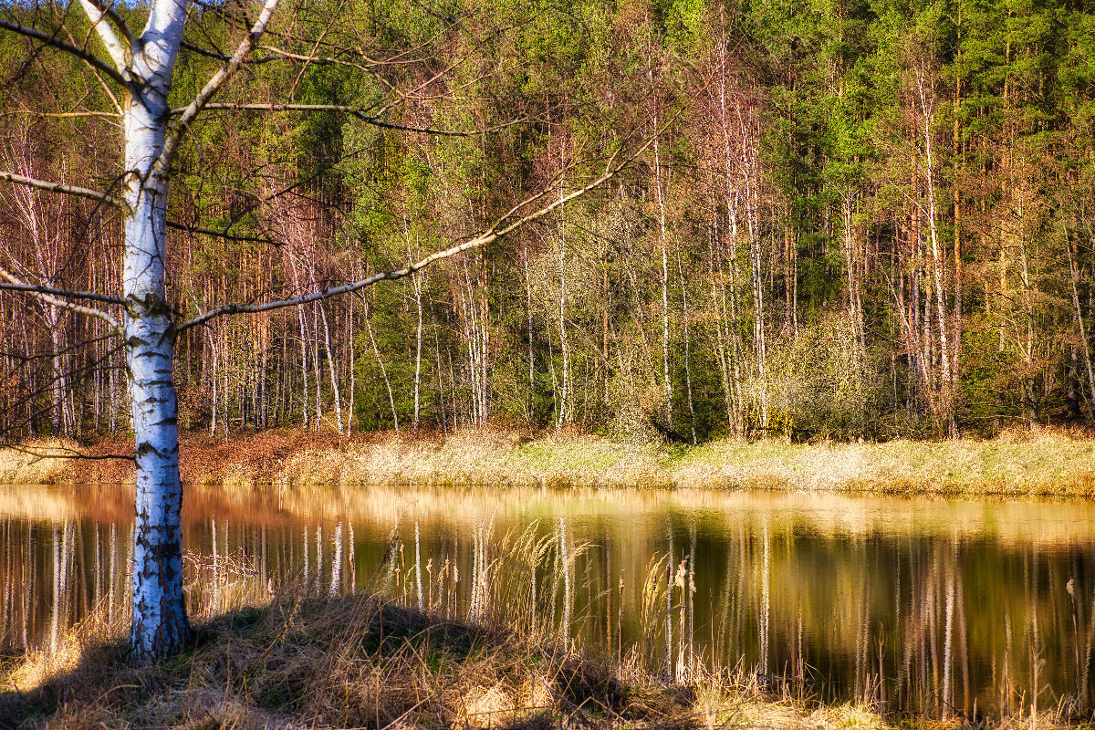 Idyllischer Waldsee