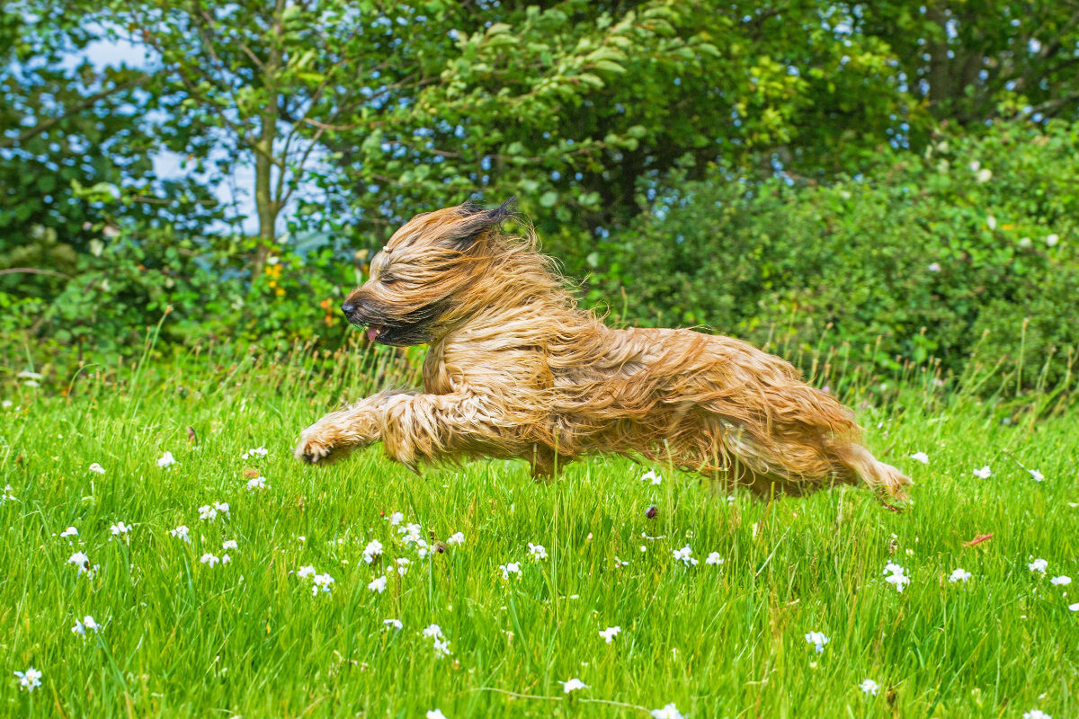 Mit Volldampf unterwegs - Briard