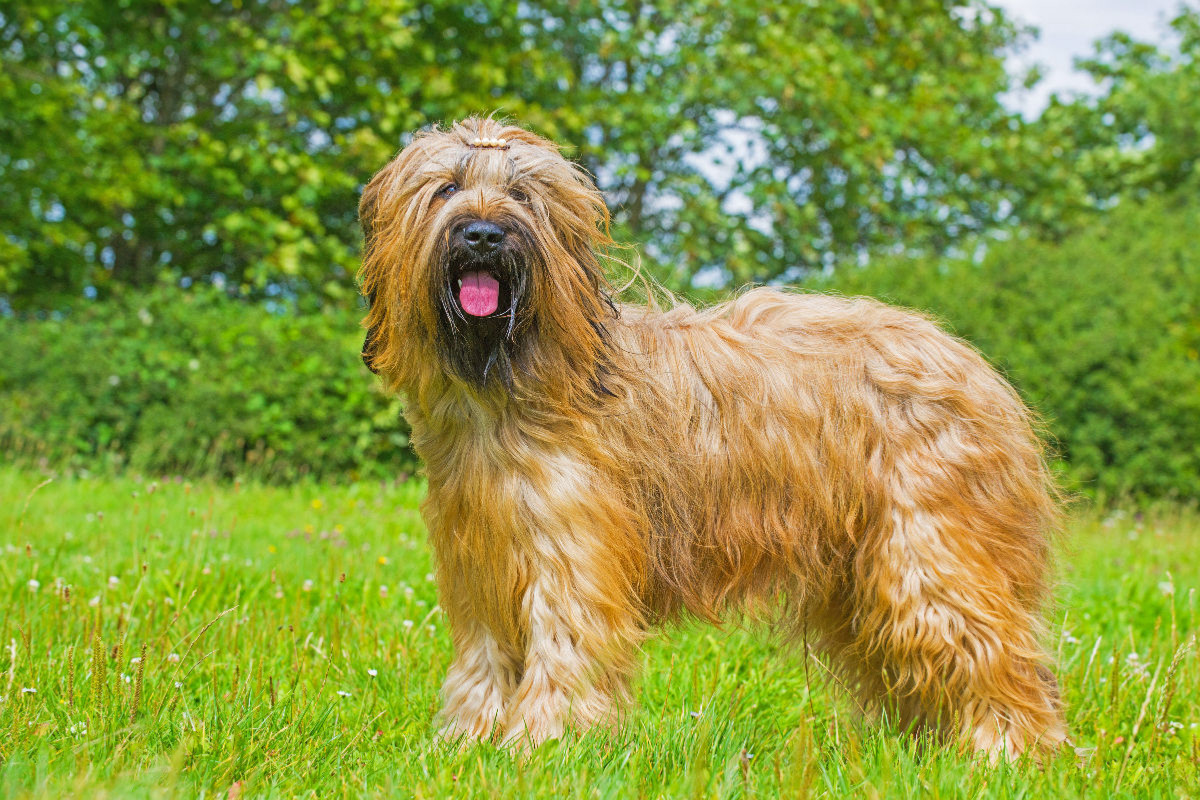 Eine wahre Schönheit - Briard