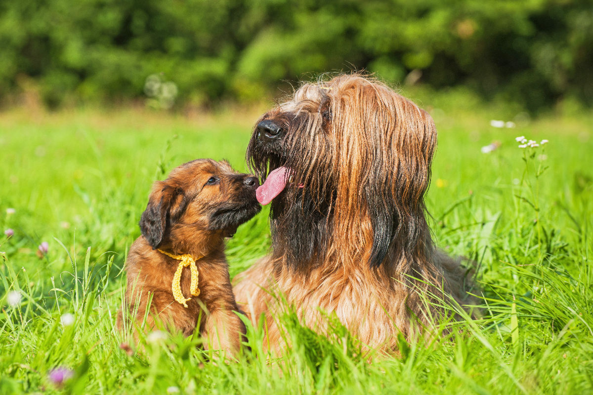 Briard- Hündin mit einem ihrer Welpen