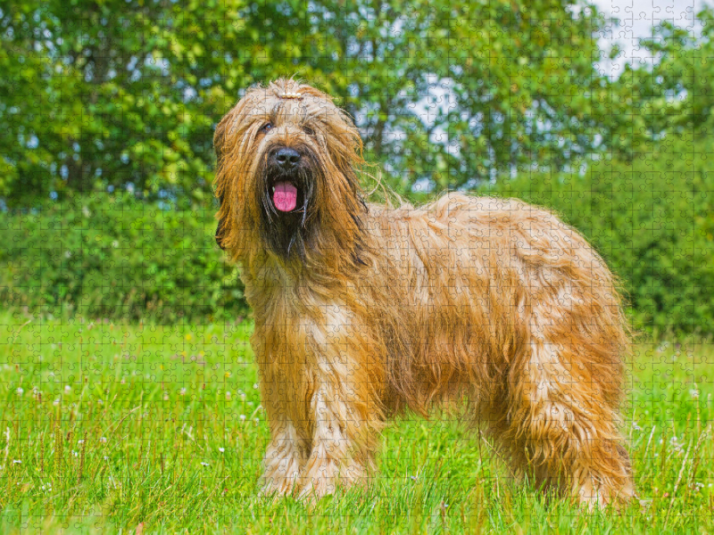 Eine wahre Schönheit - Briard