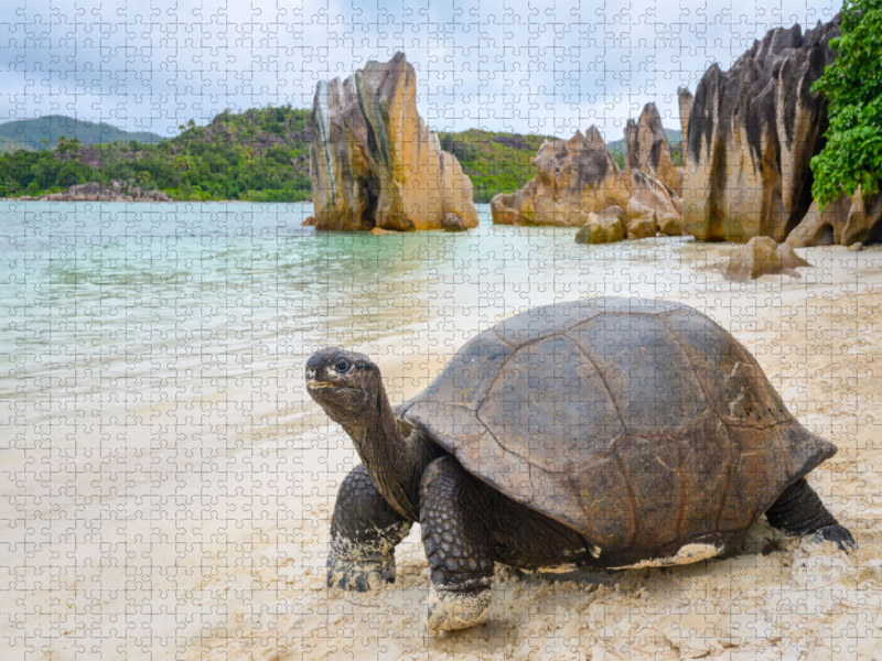 Aldabra-Riesenschildkröte auf Curieuse