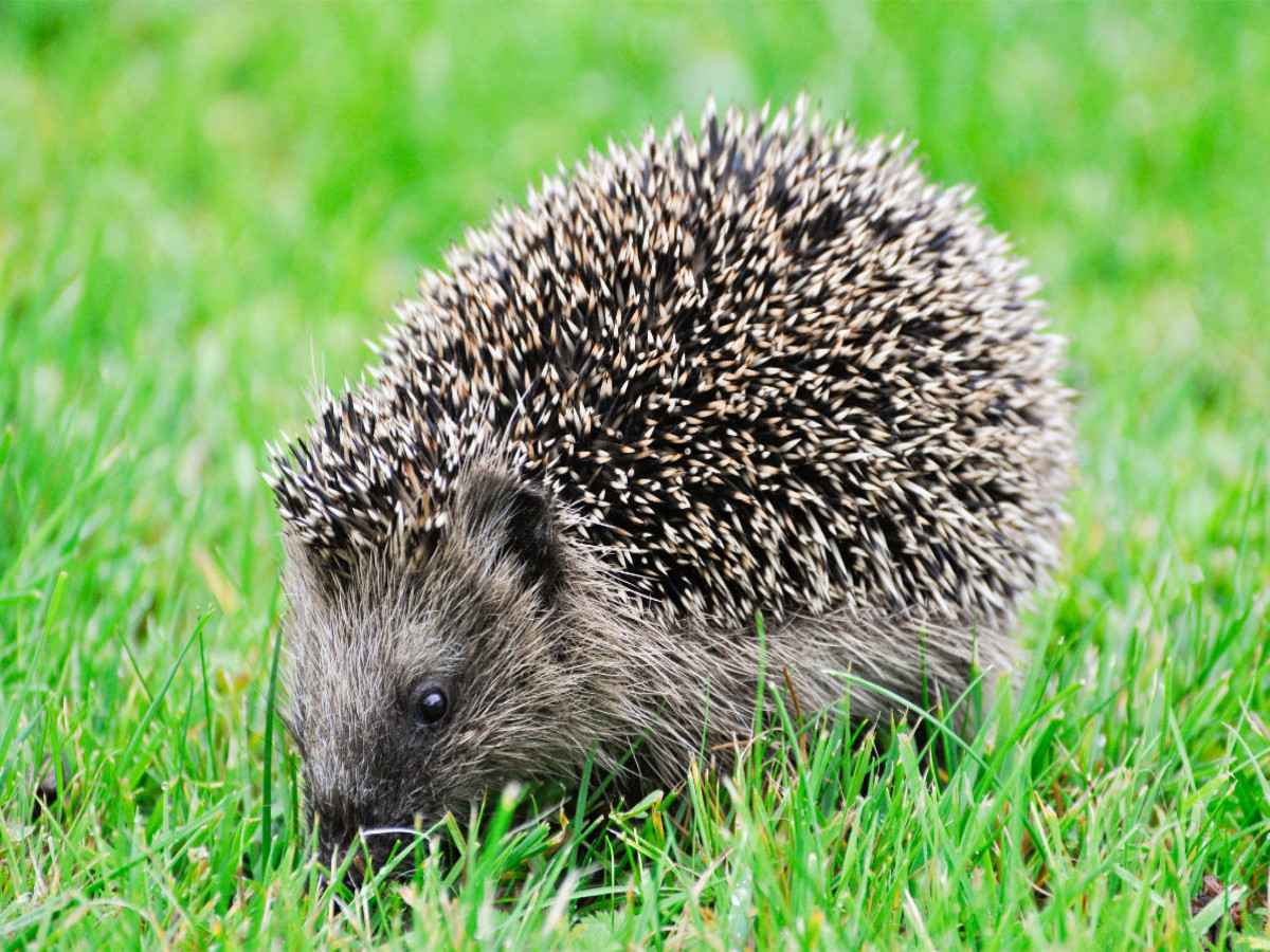 Niedlich kleiner Igel läuft durch das Gras