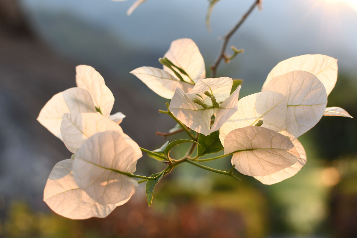 Bougainvillea