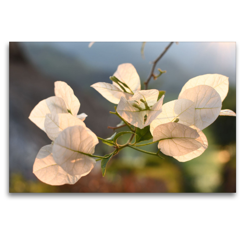 Bougainvillea