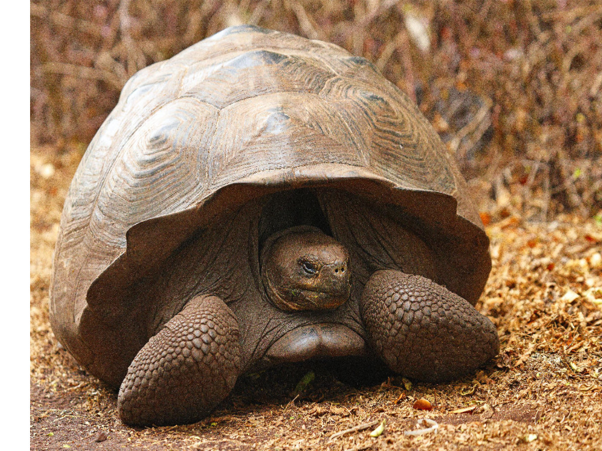 Galápagos-Riesenschildkröte