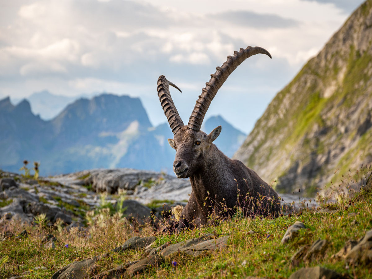 Steinbock Siesta