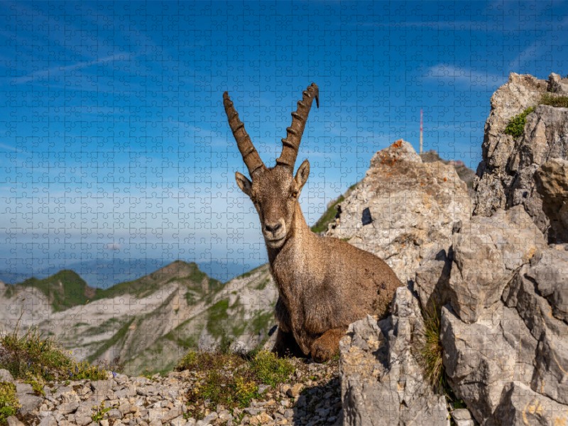 Alpsteinpanorama