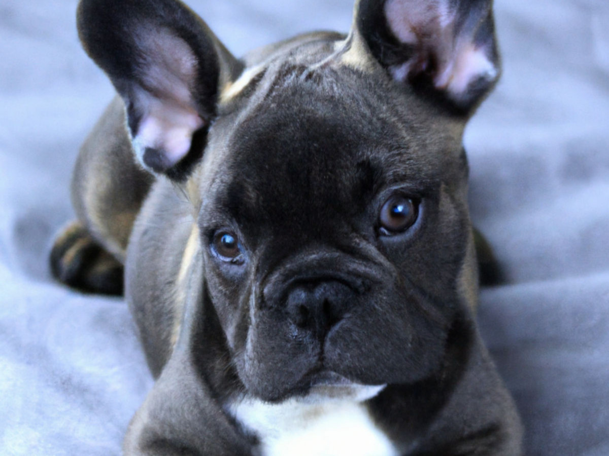 Französische Bulldogge