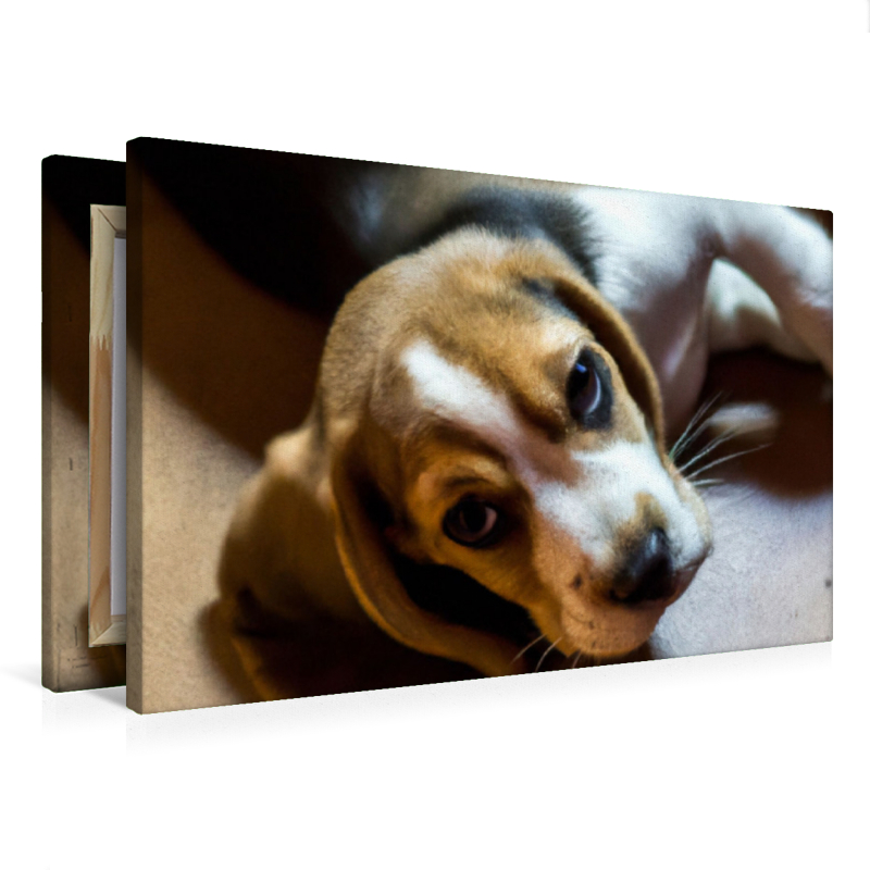 Ein Bild aus dem Puppy Portraits-Kalender