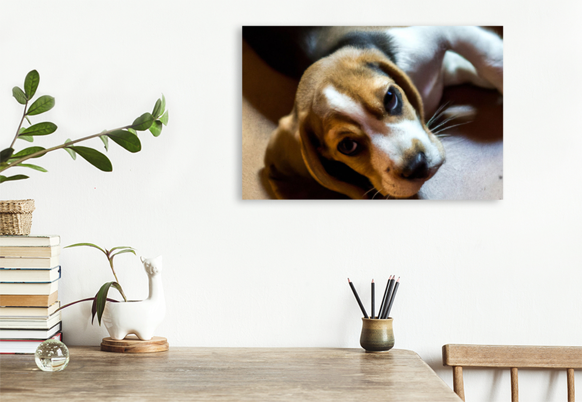 Ein Bild aus dem Puppy Portraits-Kalender