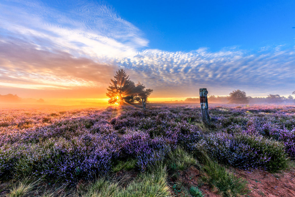 Wunderschöne Mehlinger Heide