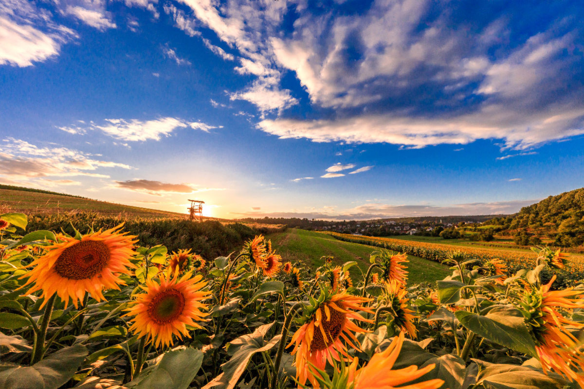 Sonnenblumen bei Otterberg