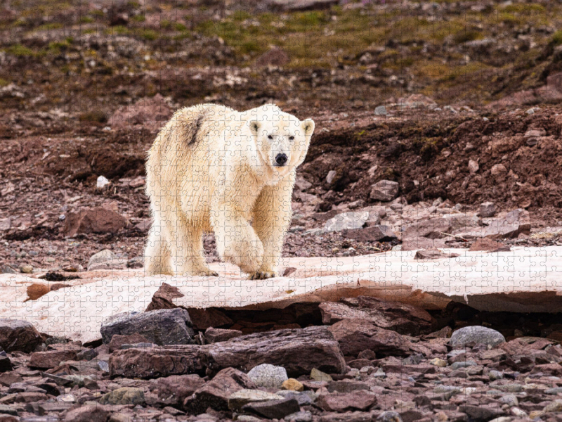 Eisbär