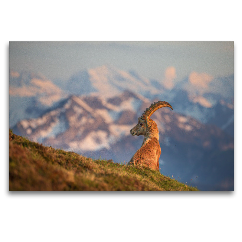 Alpensteinbock