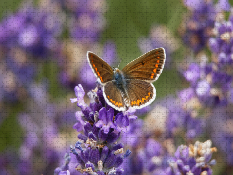 Sonnenröschenbläuling auf Lavendel