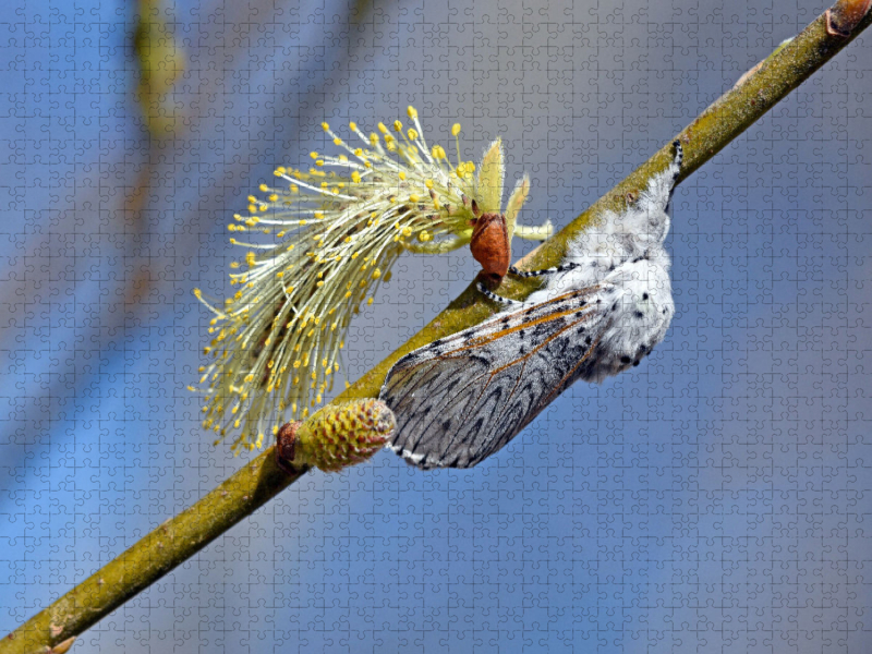 Großer Gabelschwanz (Cerura vinula)