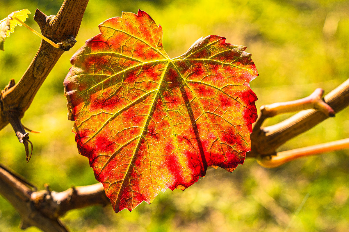 Herbstlich gefärbtes Weinblatt