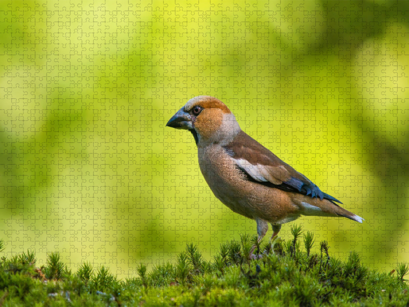 Das hübsche KERNBEISSER Männchen von seiner schönsten Seite