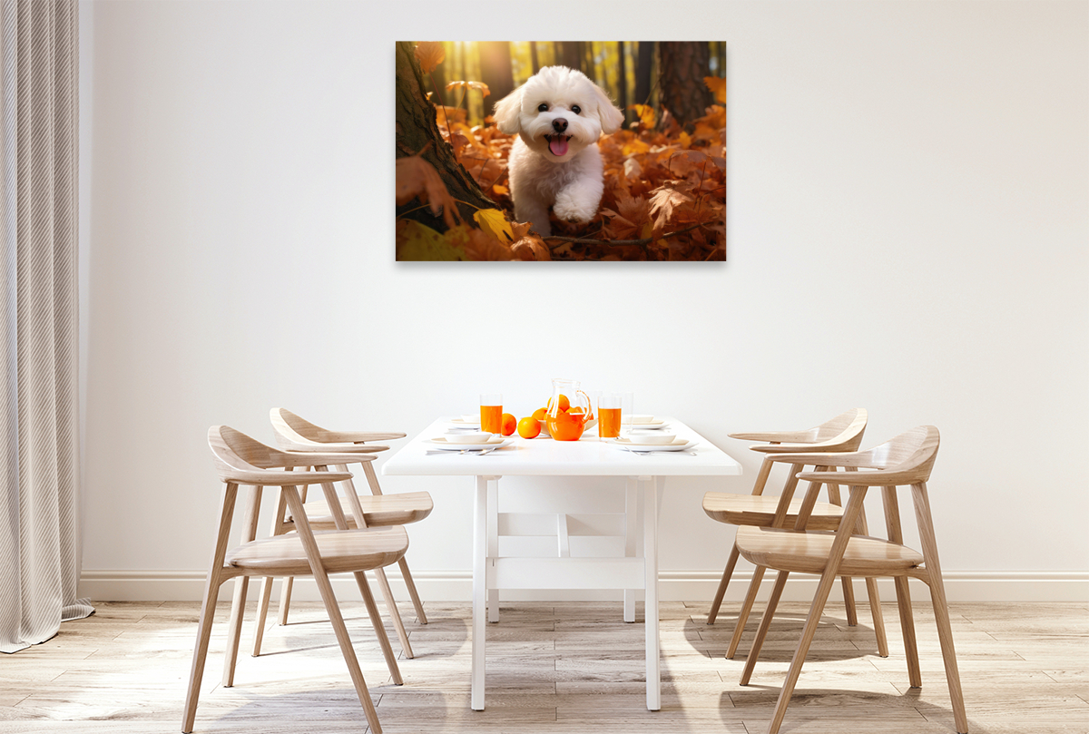 Ein Motiv aus dem Kalender 'Bichon frisé, weiße Hündchen mit lockigem Haar'