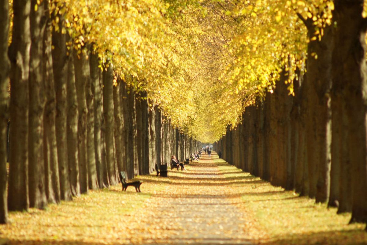 Goldener Oktober in der Herrnhäuser Allee