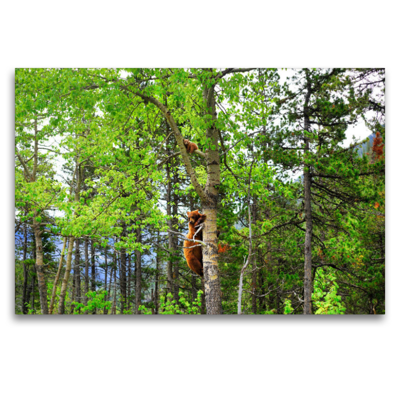 Bei Gefahr schickt ein 'Cinnamon Bear' sein junges auf den Baum. Waterton Lakes National Park.