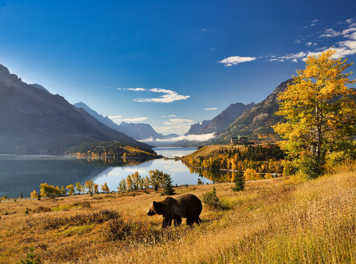 Der Waterton Lakes National Park, gelegen im Süden der Provinz Alberta, ist die Heimat einer großen Bärenpopulation.