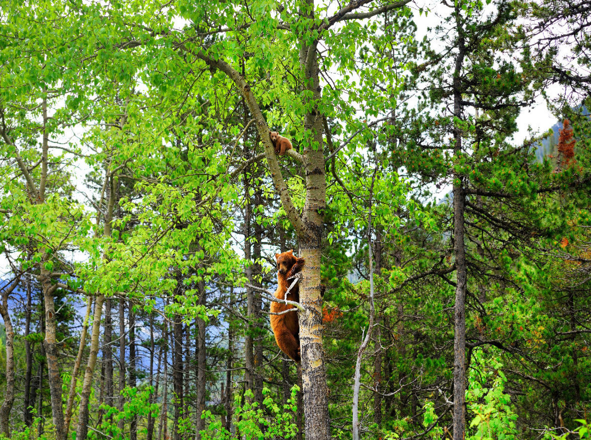 Bei Gefahr schickt ein 'Cinnamon Bear' sein junges auf den Baum. Waterton Lakes National Park.