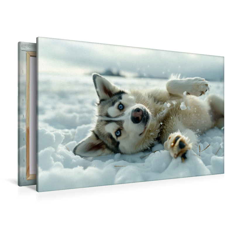 Husky liegt im Schnee