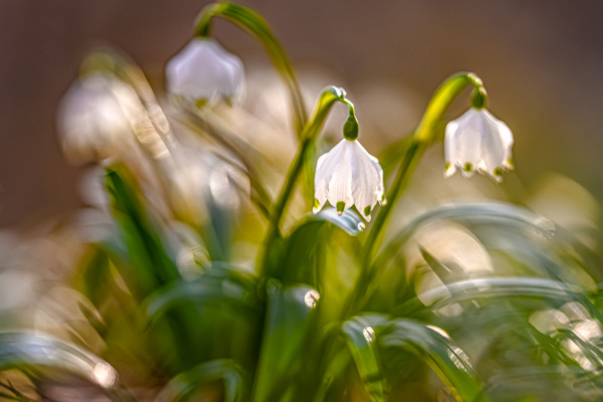 Märzenbecher (Leucojum vernum)