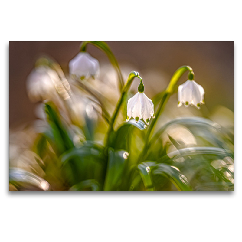 Märzenbecher (Leucojum vernum)