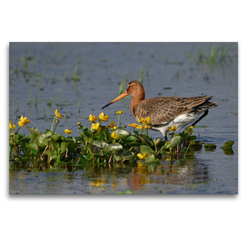 Uferschnepfe zwischen Sumpfdotterblumen