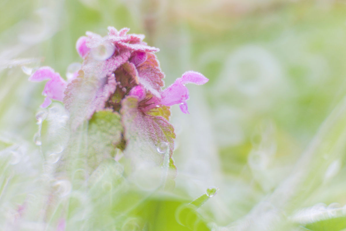 Purpurrote Taubnessel (Lamium purpureum)