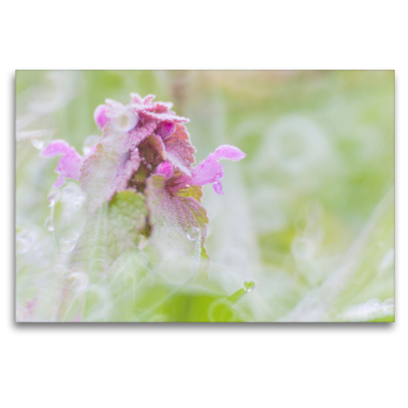 Purpurrote Taubnessel (Lamium purpureum)