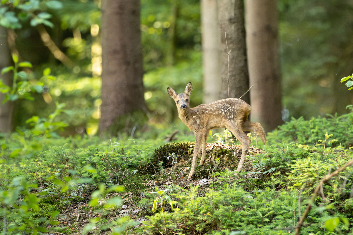 Rehkitz auf zauberhafter Entdeckungstour