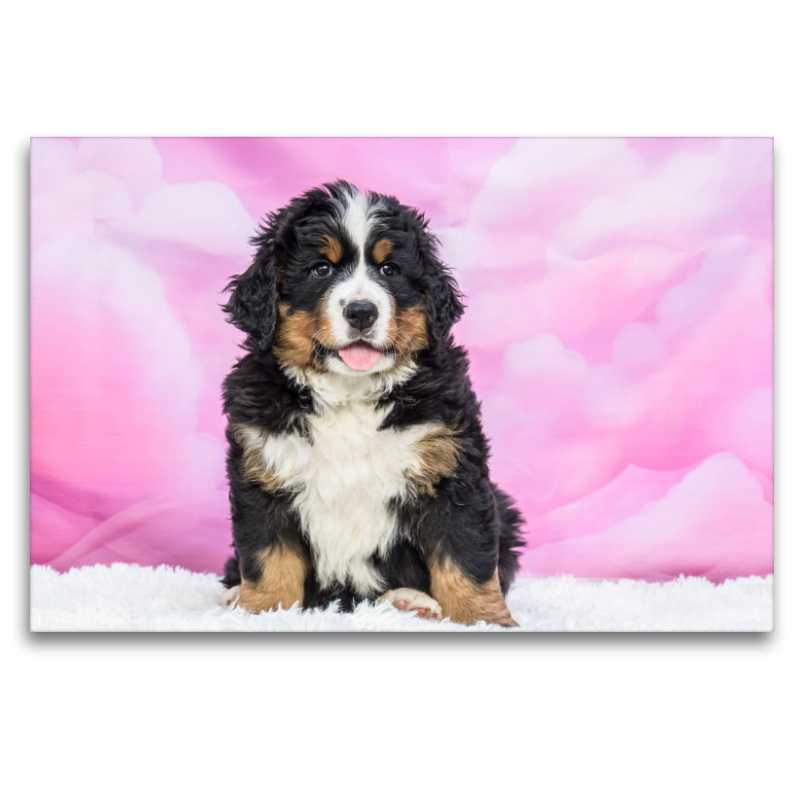 Berner Sennenhund Baby