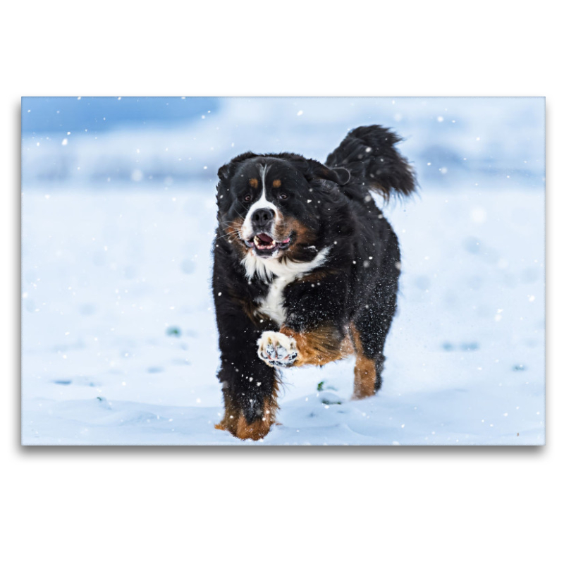 Berner Sennenhund im Schnee