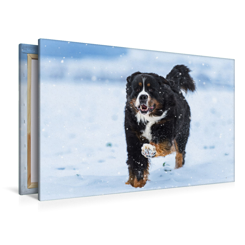 Berner Sennenhund im Schnee