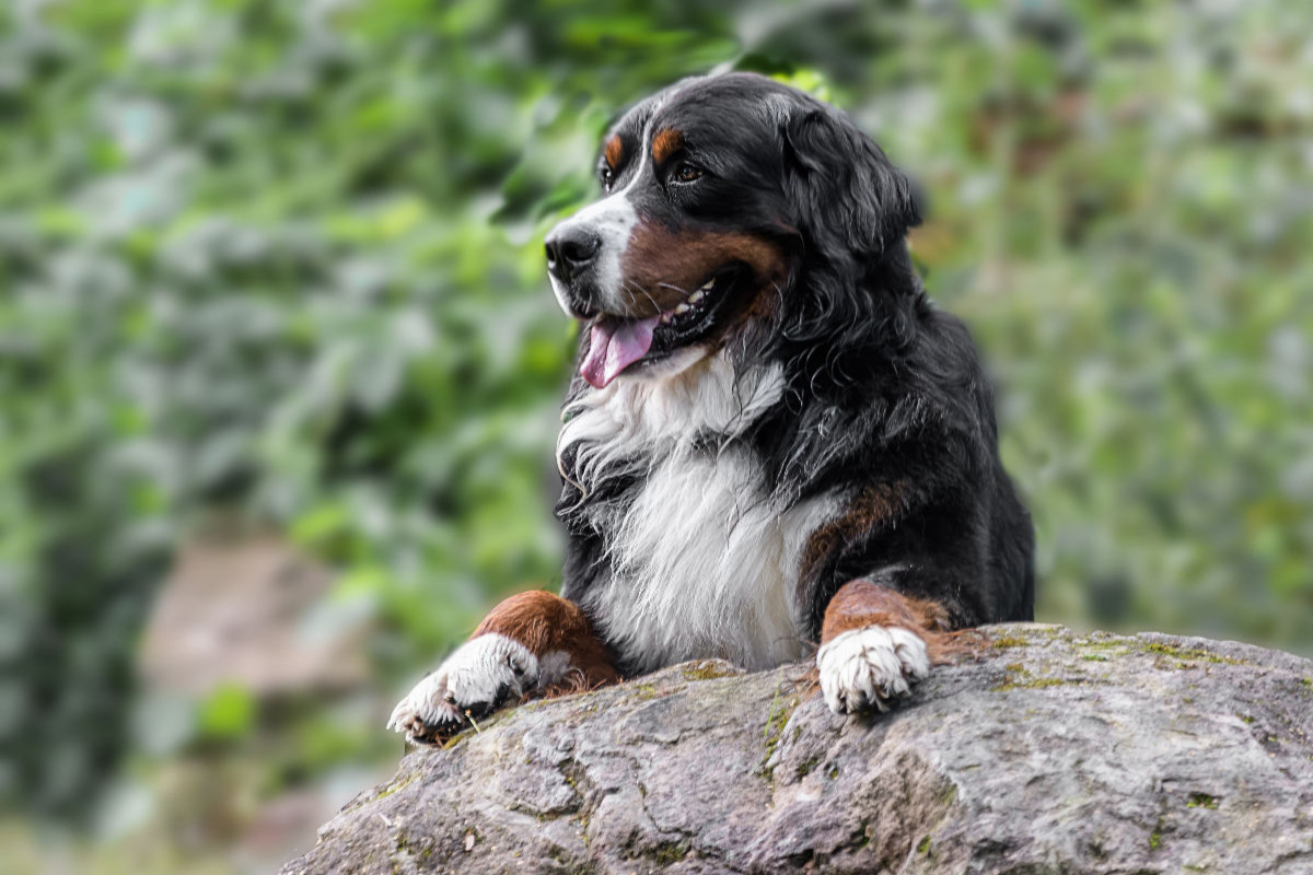 Berner Sennenhund Aiko