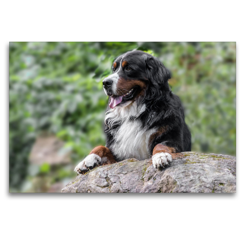 Berner Sennenhund Aiko