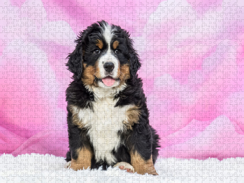 Berner Sennenhund Baby