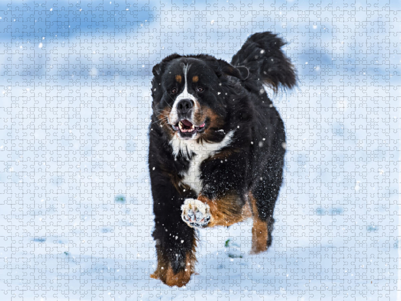 Berner Sennenhund im Schnee