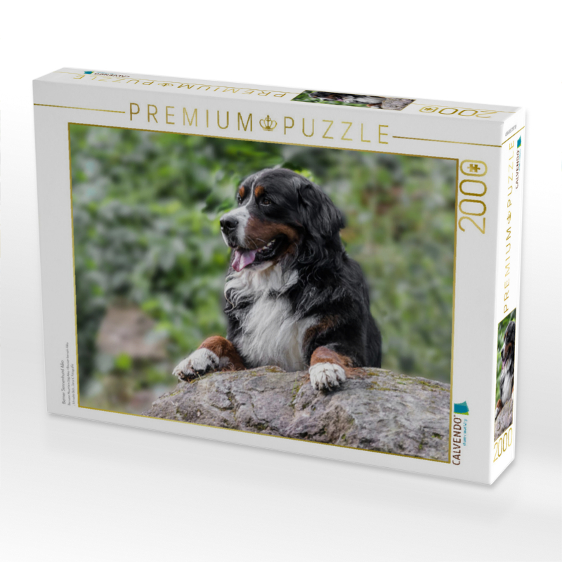 Berner Sennenhund Aiko