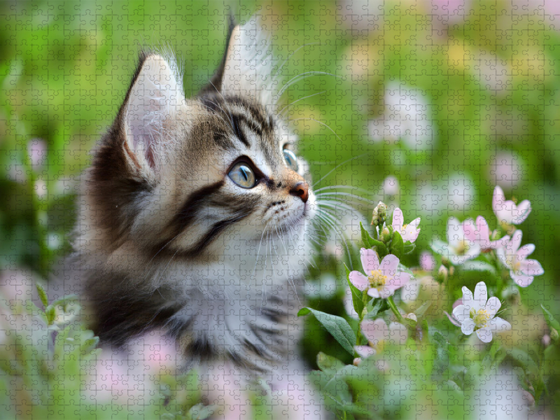 Verträumte Katze in der Wiese