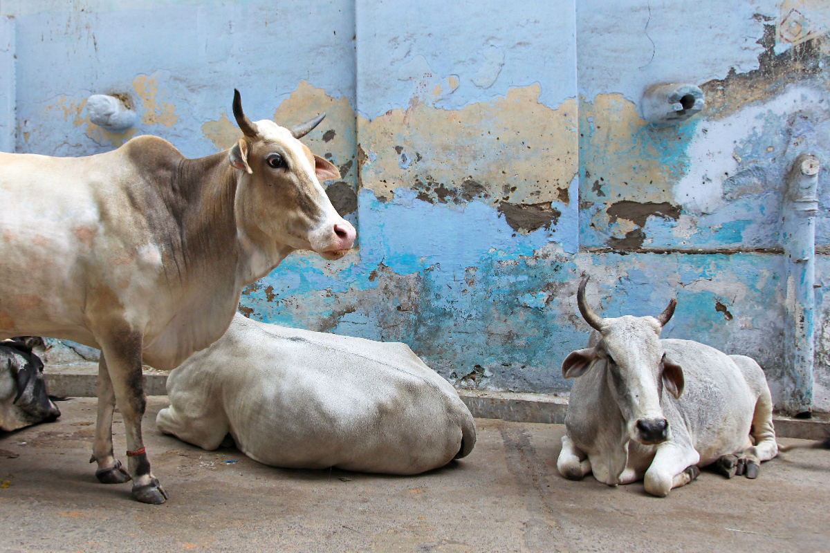 Jodhpur