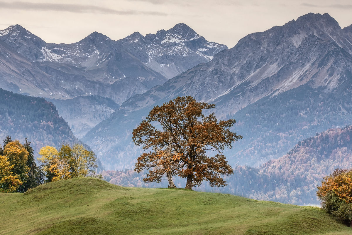 Zauberbaum (Oberstdorf, Allgäu, Deutschland)