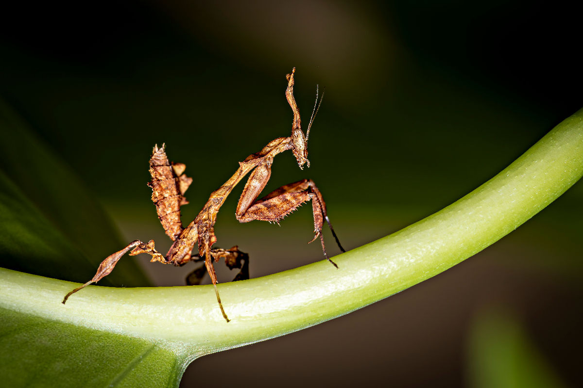 Geistermantis