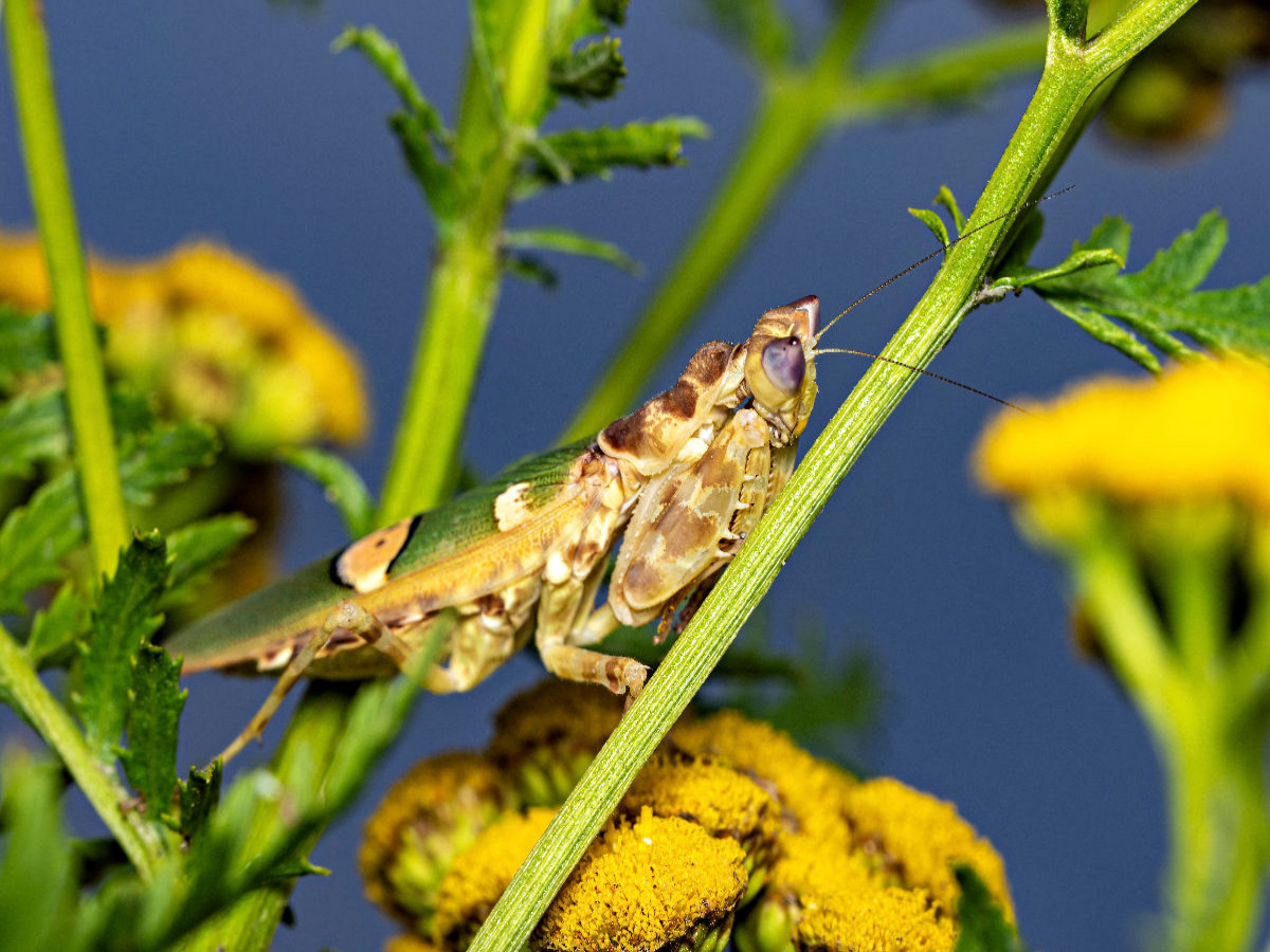 Blütenmantis