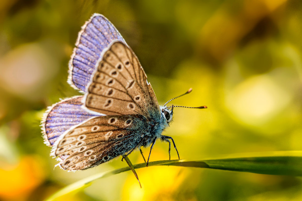 Ein Bläulingsfalter, genauer gesagt ein Blauhechel-Bläuling (Polyommatus icarus), der sanft auf einem Blatt ruht.