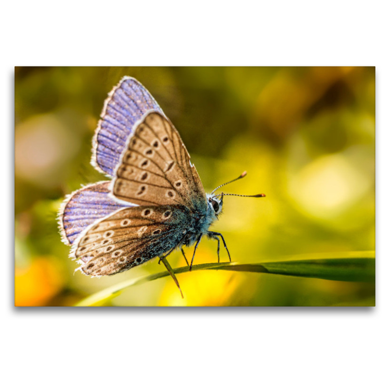 Ein Bläulingsfalter, genauer gesagt ein Blauhechel-Bläuling (Polyommatus icarus), der sanft auf einem Blatt ruht.